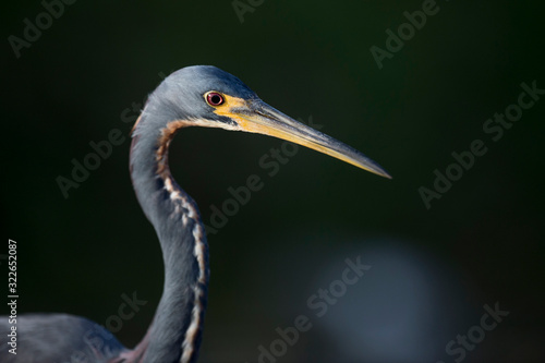 A Tricolored Heron stalks the shallow water in the early morning sun with a dark background and dramatic lighting. © rayhennessy