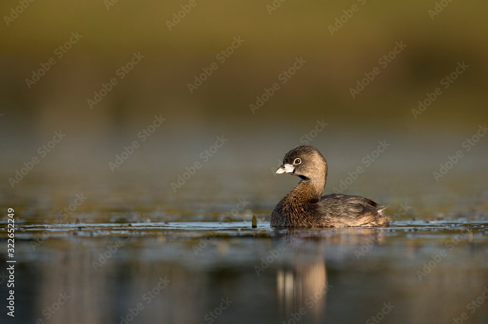 A small and cute Pied-billed Grebe swims in calm water in the early morning sunlight with a smooth background. A small and cute Pied-billed Grebe swims in calm water in the early morning sunlight with a smooth background.