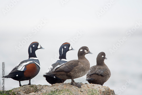 A small group of Harlequin Ducks perched on jetty rocks in soft overcast light.