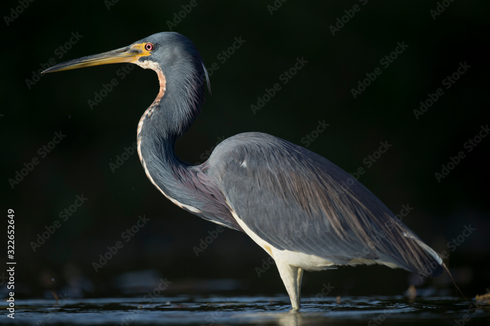 A Tricolored Heron stalks the shallow water in the early morning sun with a dark background and dramatic lighting. A Tricolored Heron stalks the shallow water in the early morning sun with a dark background and dramatic lighting.