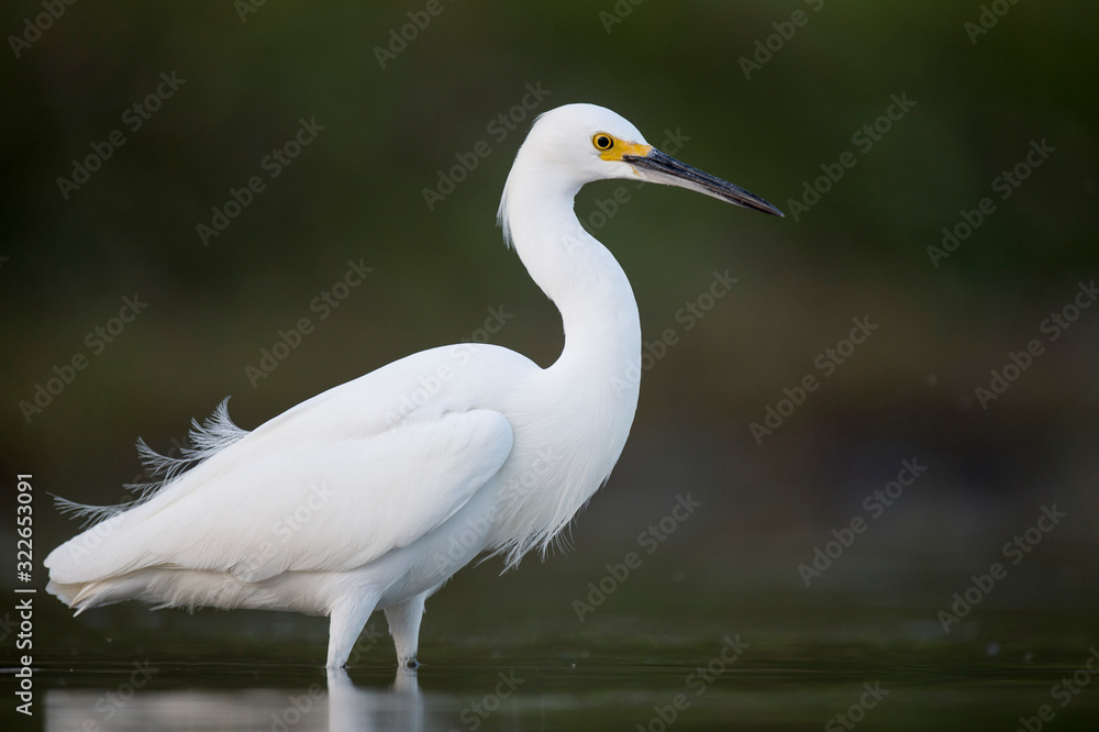 A Snowy Egret stalks the shallow water in search of food with a dark smooth background. A Snowy Egret stalks the shallow water in search of food with a dark smooth background.