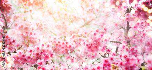 Spring background with cherry blossom