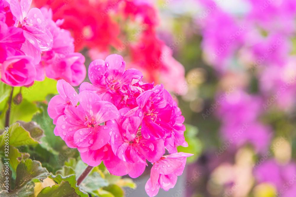 geranium in summer garden. Ivy-leaf pelargonium.Geranium Peltatum. Decorative plants. geranium in summer garden. Ivy-leaf pelargonium.Geranium Peltatum. Decorative plants.