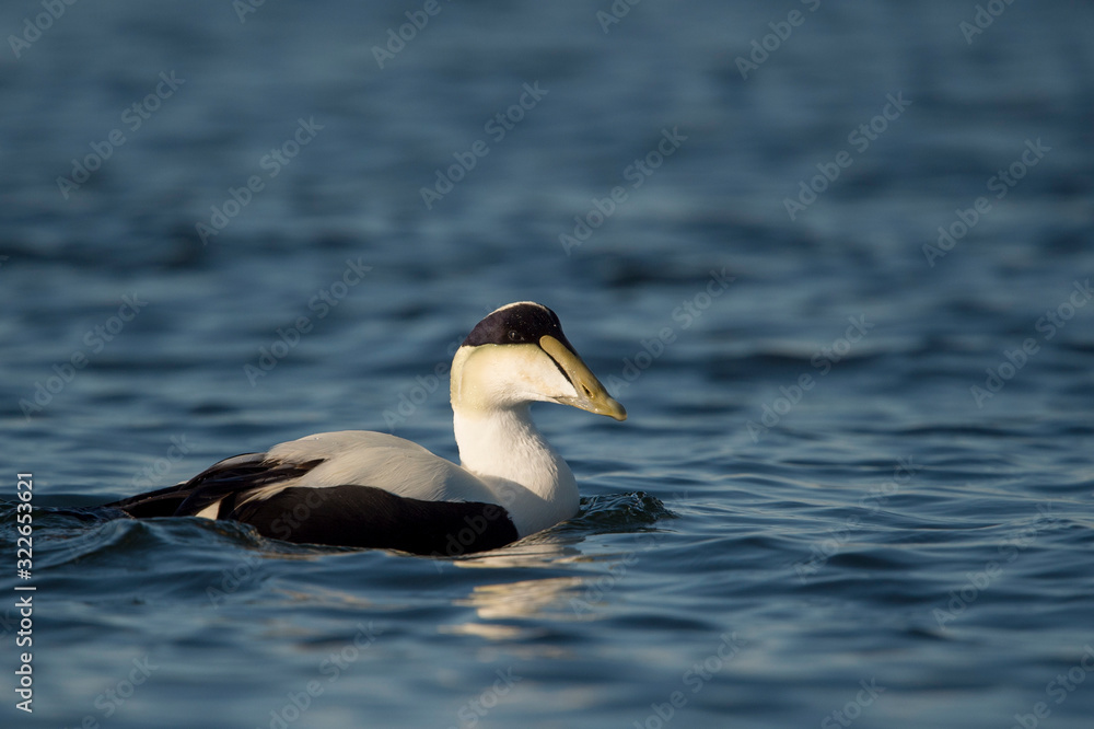A male Common Eider swims in the calm bright blue water on a sunny day. A male Common Eider swims in the calm bright blue water on a sunny day.