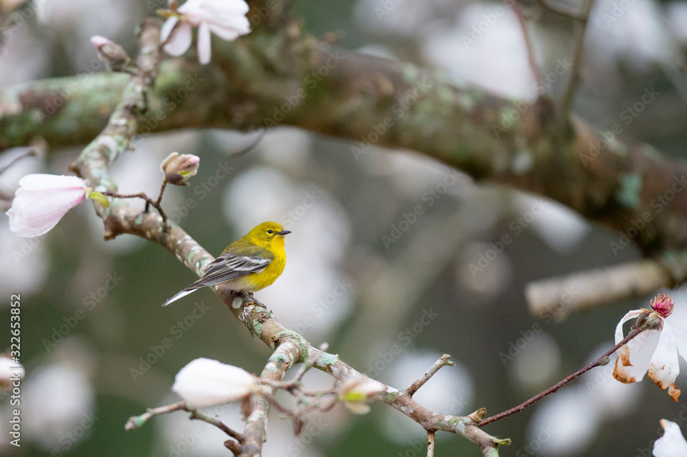 Bright yellow Pine Warbler perched in a flowering tree in spring in sotf overcast light. Bright yellow Pine Warbler perched in a flowering tree in spring in sotf overcast light.