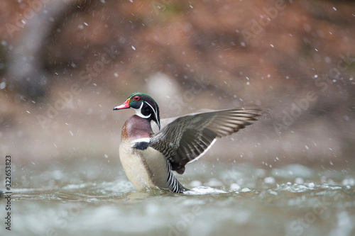 A male Wood Duck flaps its wings in the water on a snowy winter day. © rayhennessy