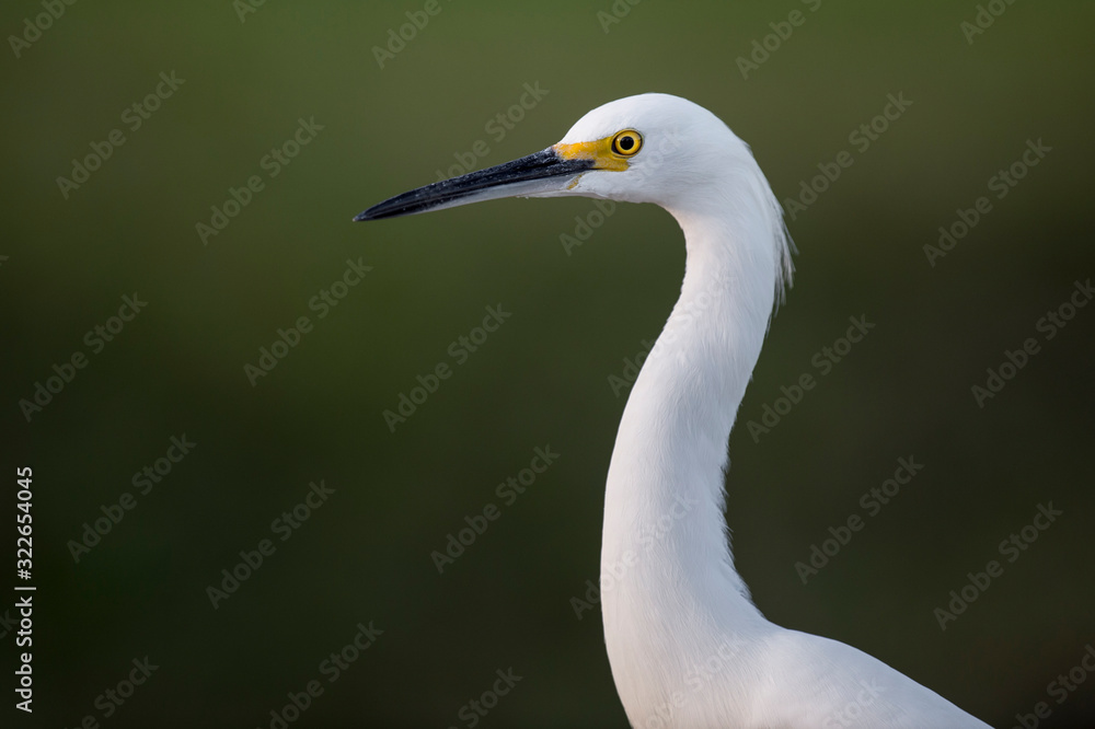 A close head shot of a Snowy Egret in soft sunlight with a smooth green background. A close head shot of a Snowy Egret in soft sunlight with a smooth green background.