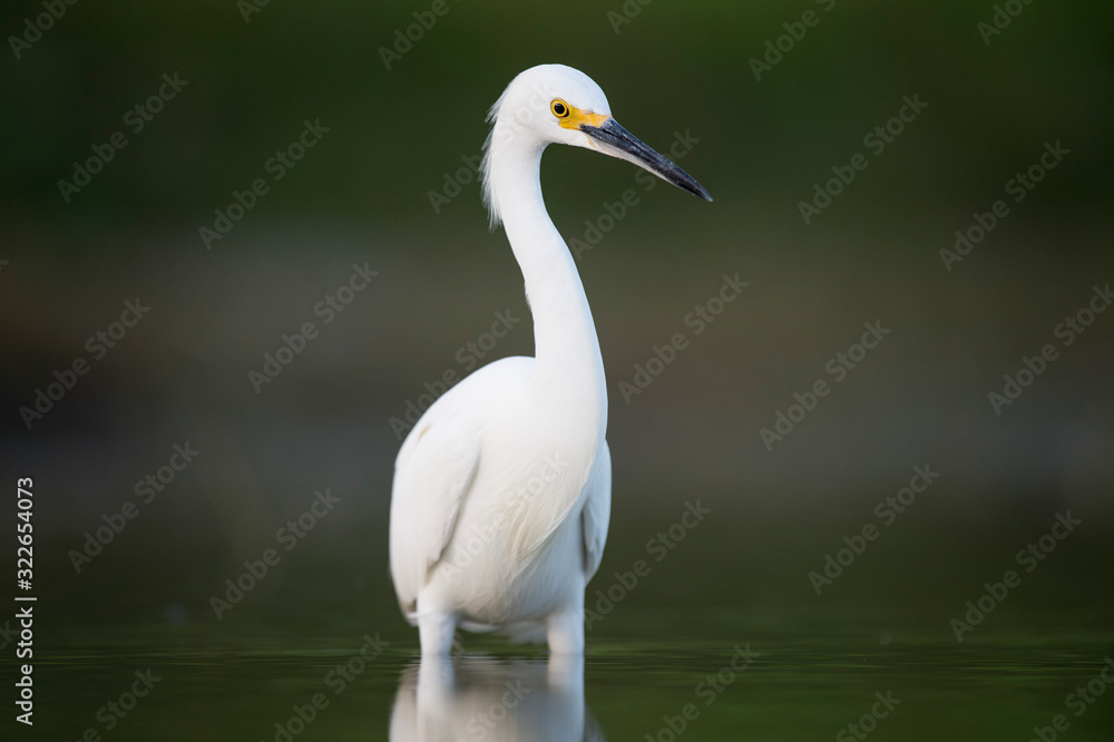 A Snowy Egret stalks the shallow water in search of food with a dark smooth background. A Snowy Egret stalks the shallow water in search of food with a dark smooth background.