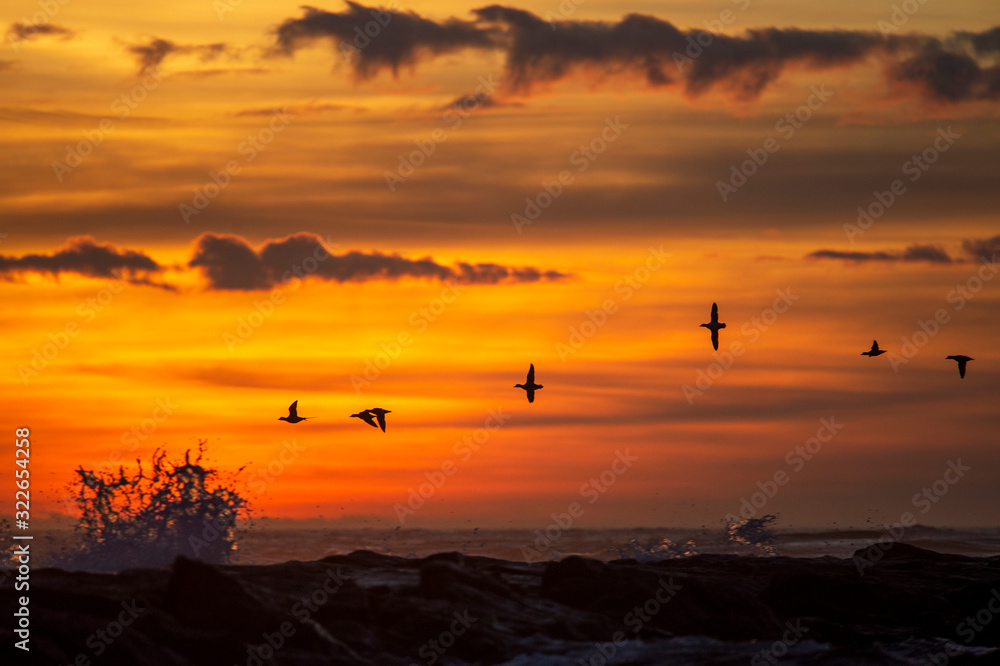 A group of Long-tailed Ducks fly over a jetty with crashing waves in front of a colorful sunrise sky and clouds. A group of Long-tailed Ducks fly over a jetty with crashing waves in front of a colorful sunrise sky and clouds.