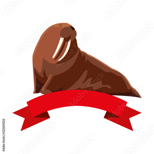 walrus sea animal on a white background