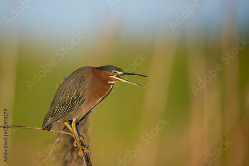 A Green Heron perched on a branch with a smooth green background in the bright morning sunlight.