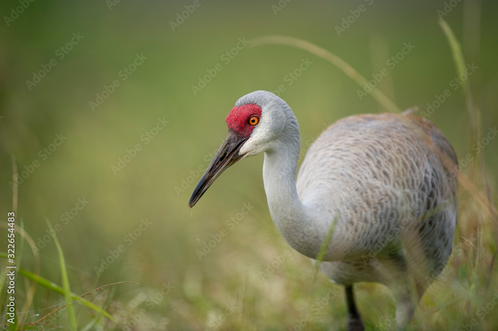 Fototapeta premium Close-up of a Sandhill Crane feeding in the tall grass in soft overcast light with a smooth green background.