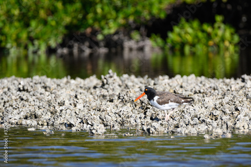 American Oyster Catcher on oyster bar.  photo