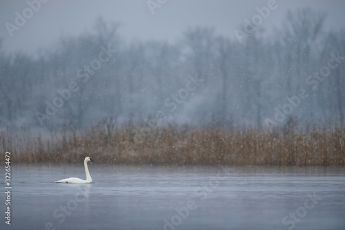 A Tundra Swan swims on the calm water in a light falling snow on a cold winter morning.