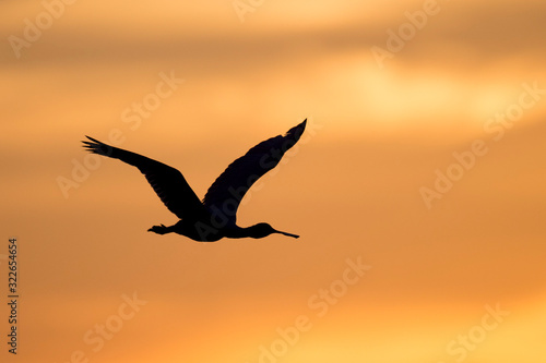 A Roseate Spoonbill silhouette as it flies in front of an orange sunset sky .