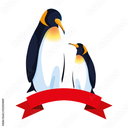 emperor penguins couple on white background