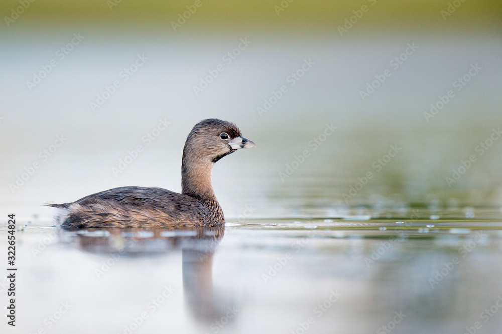 A Pied-billed Grebe floating on calm water in the soft early morning sunlight with a smooth out of focus background. A Pied-billed Grebe floating on calm water in the soft early morning sunlight with a smooth out of focus background.
