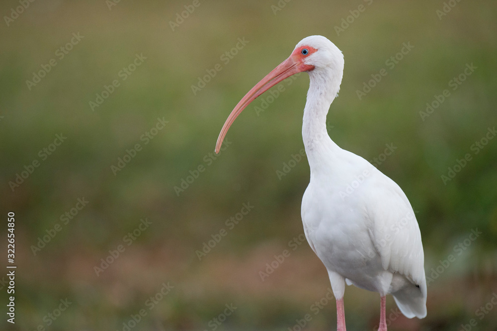 Naklejka premium Portrait of a White Ibis in soft light with a smooth green background.