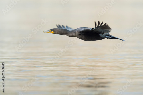 A Double-crested Cormorant flies low over the light water in soft light with its wings out.