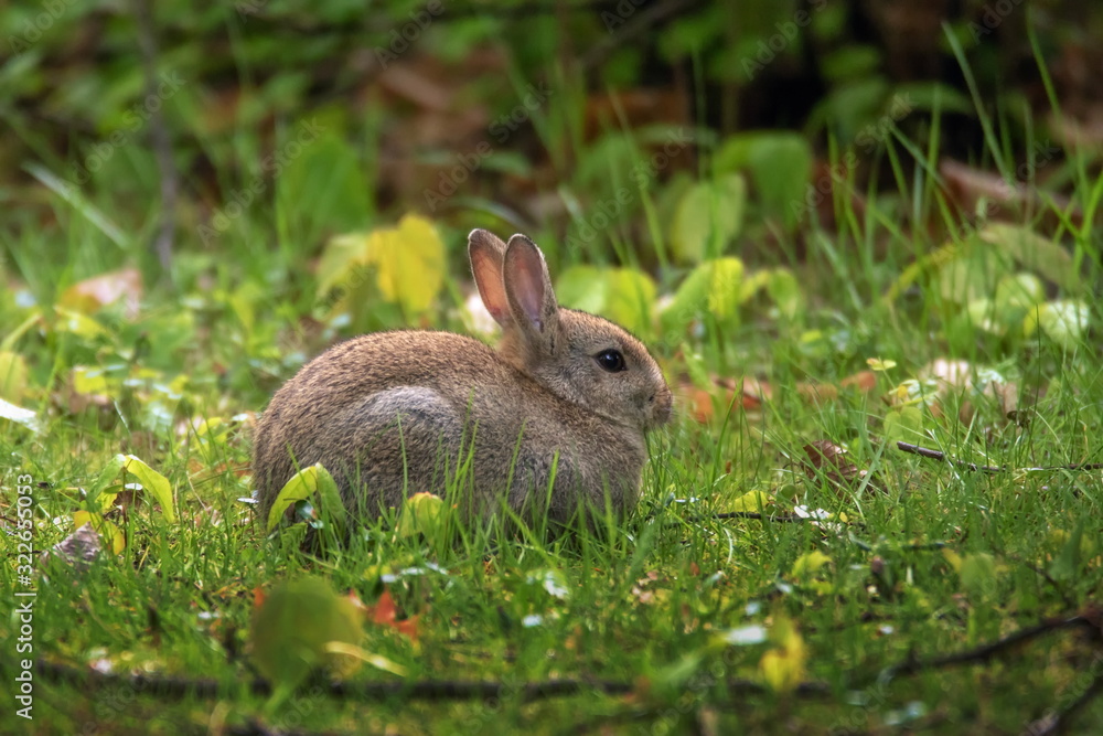 Fototapeta premium Kaninchen Hase
