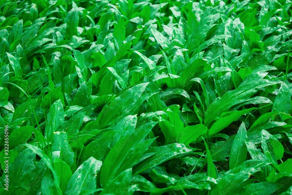 Wild garlic bear garlic park forest after rain Wild garlic bear garlic park forest after rain