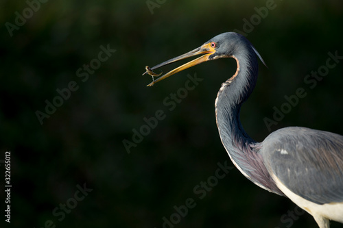 A Tricolored Heron stalks the shallow water in the early morning sun with a dark background and dramatic lighting.