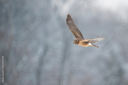 A Northern Harrier flies over an open field in soft light with its wings spread out.