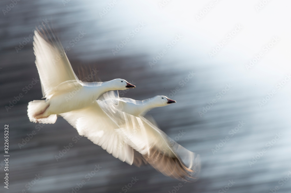 A pair of Snow Geese fly in front of a motion blurred dark tree background on a bright sunny day. A pair of Snow Geese fly in front of a motion blurred dark tree background on a bright sunny day.