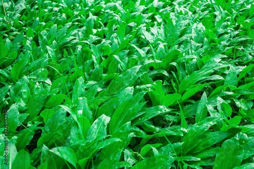 Wild garlic bear garlic park forest after rain