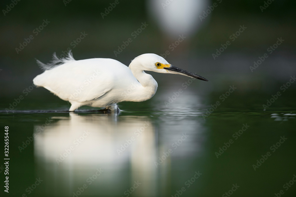 A Snowy Egret stalks the shallow water in search of food with a dark smooth background. A Snowy Egret stalks the shallow water in search of food with a dark smooth background.