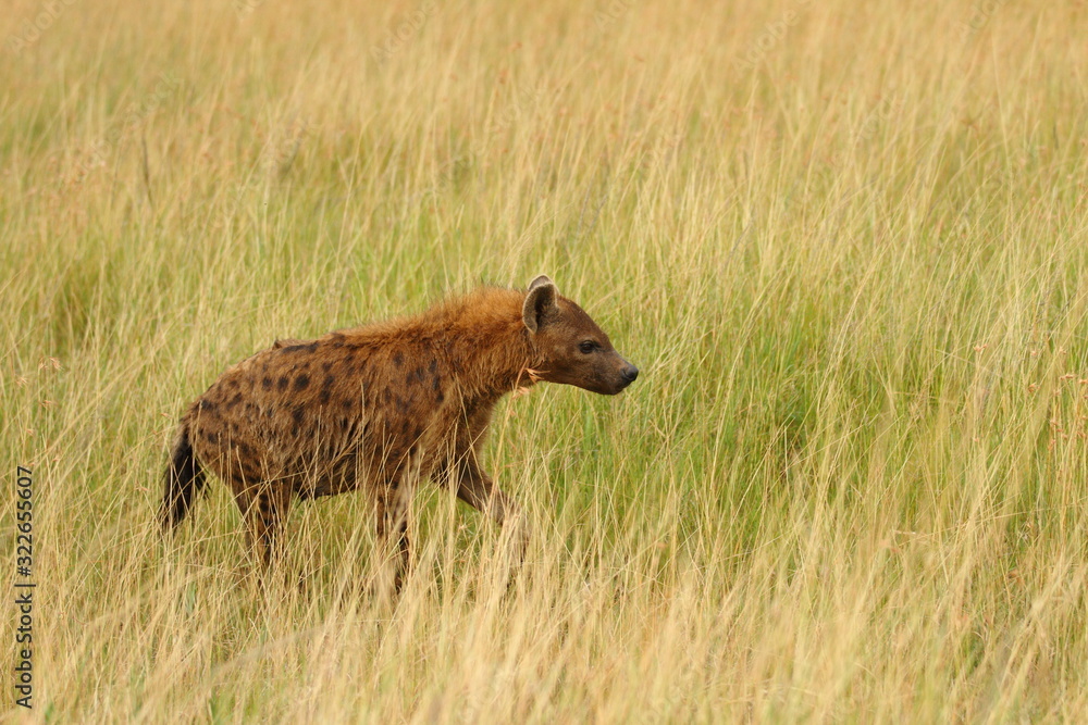 Hyena in the wilderness of Africa Hyena in the wilderness of Africa
