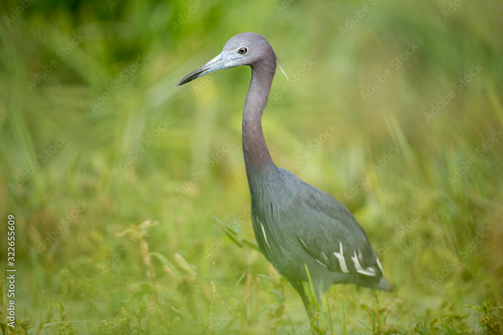 A Little Blue Heron walks in the tall green grass searching for food in the soft sunlight. A Little Blue Heron walks in the tall green grass searching for food in the soft sunlight.