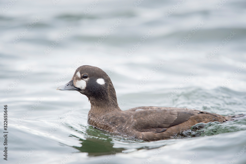 Fototapeta premium A female Harlequin Duck swims in the water in soft overcast light.