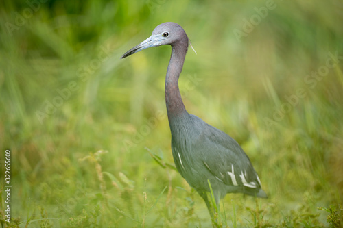 A Little Blue Heron walks in the tall green grass searching for food in the soft sunlight.