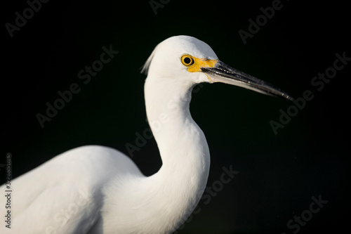 A close-up portrait of a Snowy Egret in the bright sun against a dark black background.