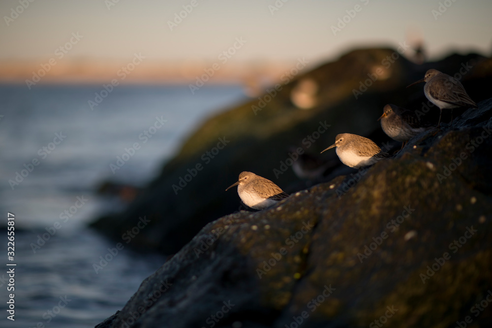 A small group of Dunlin and a single Purple Sandpiper perched on jetty rocks in the golden morning sunlight. A small group of Dunlin and a single Purple Sandpiper perched on jetty rocks in the golden morning sunlight.
