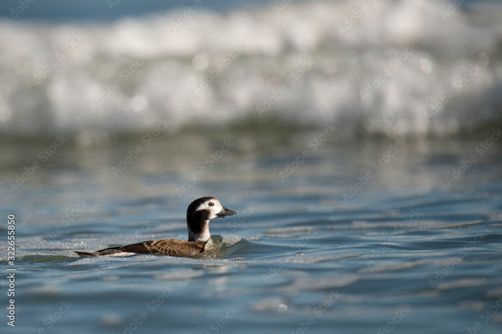 A Long-tailed duck swims in the ocean with bright blue water on a sunny day. A Long-tailed duck swims in the ocean with bright blue water on a sunny day.