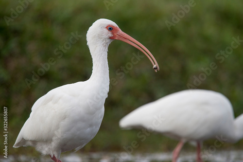 A White Ibis holds a small minnow in its long pink bill in soft overcast light.