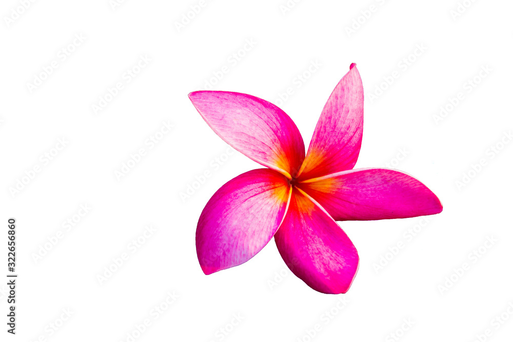 Obraz premium Pink plumeria flowers on the floor.