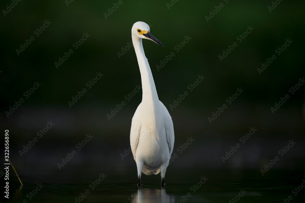 Obraz premium A Snowy Egret stalks the shallow water in search of food with a dark smooth background.