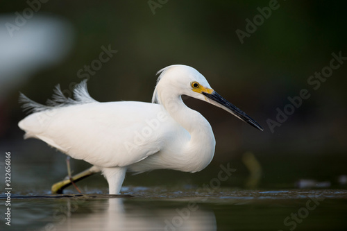 A Snowy Egret stalks prey in shallow water in early morning sunlight with a dark green background. © rayhennessy