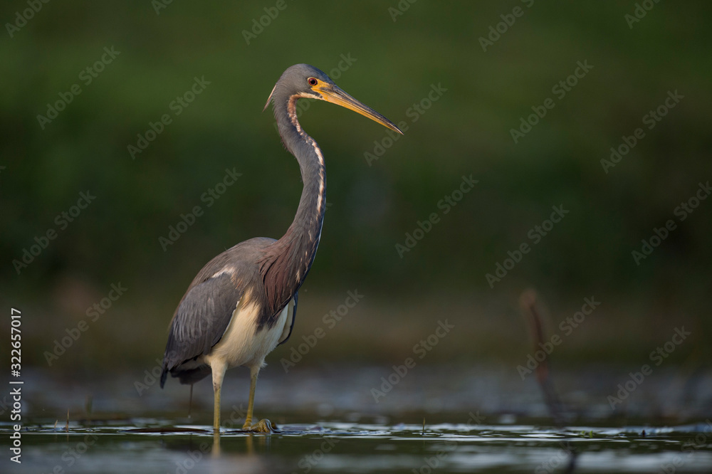 A Tricolored Heron stalks prey in the shallow water in soft overcast light with a smooth green background. A Tricolored Heron stalks prey in the shallow water in soft overcast light with a smooth green background.