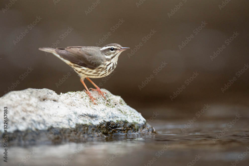 Louisiana Waterthrush perched on a large boulder in the water as it searches for small insects and invertabrates to eat in the soft overcast light. Louisiana Waterthrush perched on a large boulder in the water as it searches for small insects and invertabrates to eat in the soft overcast light.