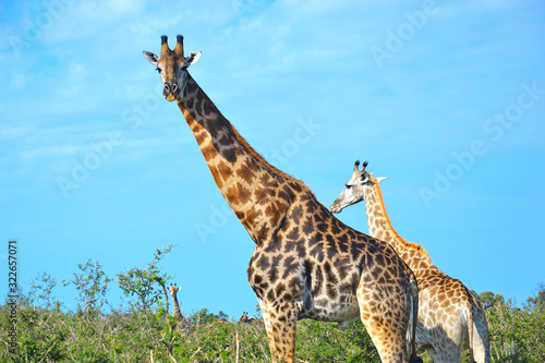 Adult giraffe with cub in Moremi Game Reserve  Okavango Delta  Botswana  Africa.