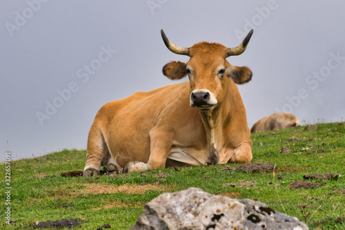 Brown cow rest peacefully over a green grass field