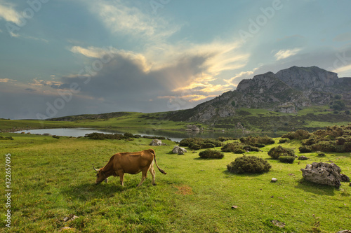 Cow grazing in a meadow at Covadonga lakes in Asturias photo
