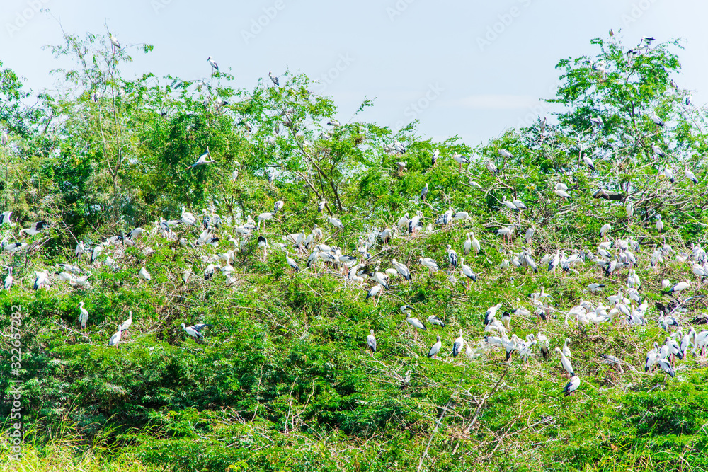 A large group openbill storks together on the tree.