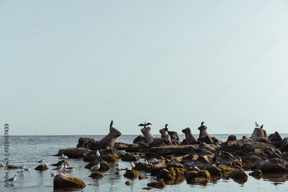 Fototapeta premium birds on the lake