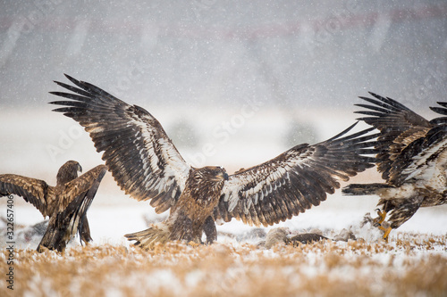 A Juvenile Bald Eagle flying in the snow chasing another eagle around a carcass.