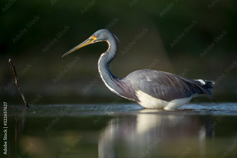 A Tricolored Heron stalks the shallow water in the early morning sun with a dark background and dramatic lighting. A Tricolored Heron stalks the shallow water in the early morning sun with a dark background and dramatic lighting.